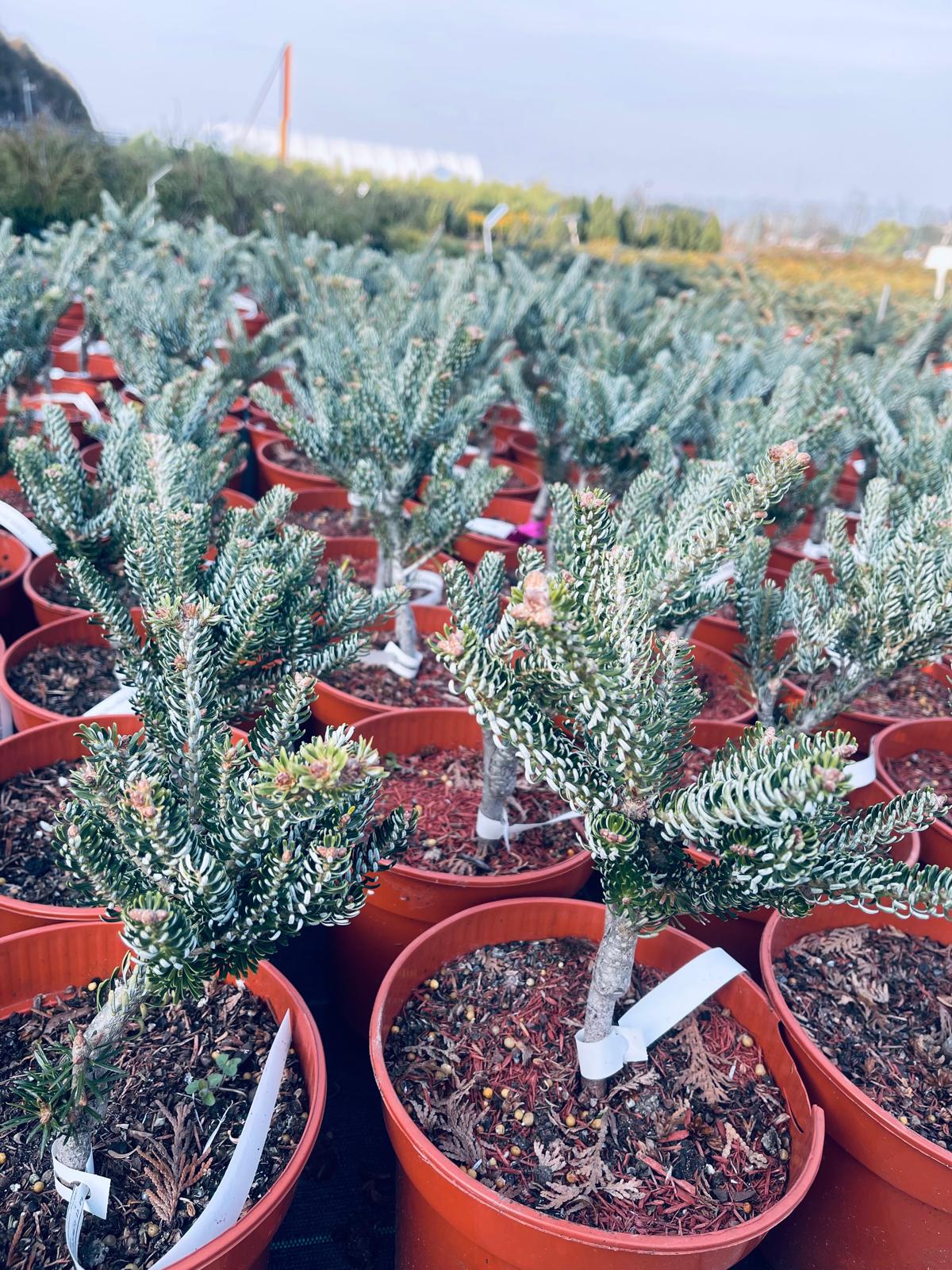 plant009 - Szkółka Ula Milczanowska